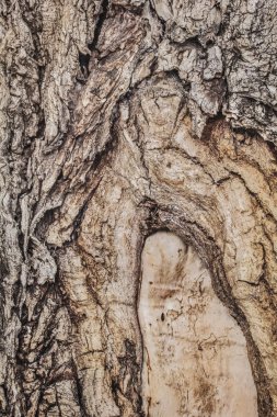 Eski yıpranmış ağaç gövde ayrıntılı