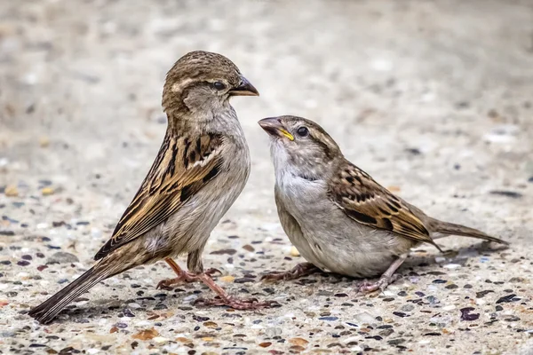 黄色いくちばし得るために Youngling 雀とその親の目と目の対話 — ストック写真