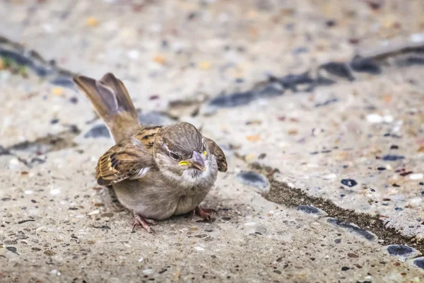 Sparrow Resting On Concrete Surface — Stock Photo, Image