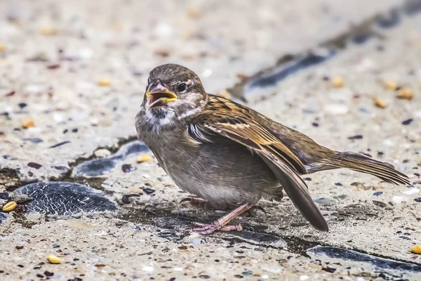 Bruant à bec jaune juvénile avec aile blessée - Au Crossro — Photo