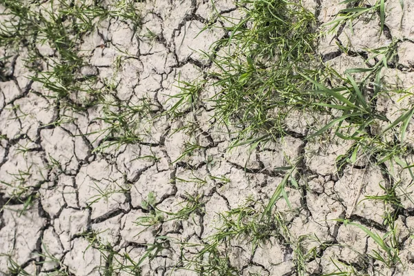 Desolate Barren Dry Cracked Soil with Patches of Grass
