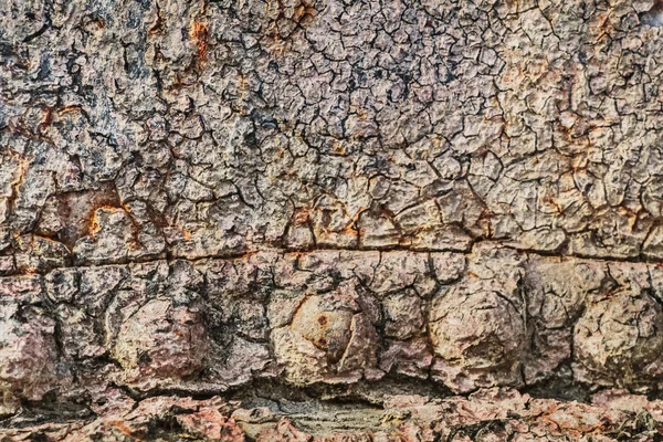 Коррозионные заклепки на ржавой металлической пластине с отшелушенной краской — стоковое фото