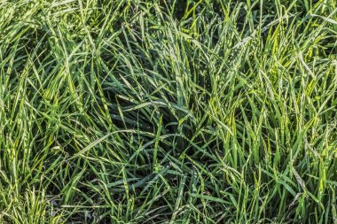 Güneş ışığı ile duyguyla doldurulmuştu çim bıçaklı çayır