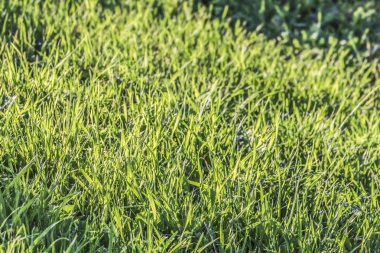 Güneş ışığı ile duyguyla doldurulmuştu çim bıçaklı çayır