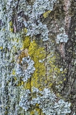 Eski kırık ağaç gövde kabuğu liken ve yosun kaplı yıpranmış