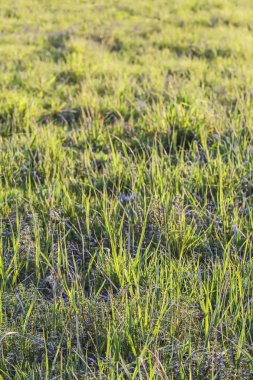 Güneş ışığı ile duyguyla doldurulmuştu çim bıçaklı çayır