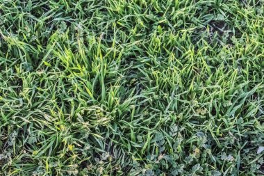 Güneş ışığı ile duyguyla doldurulmuştu çim bıçaklı çayır