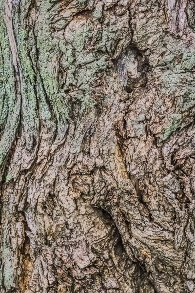 Старая потрескавшаяся кора ствола дерева, покрытая лишайником и мхом — стоковое фото