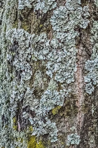 Starzy wyblakły kora pnia pęknięty drzewa pokryte z mchu i porostów — Zdjęcie stockowe