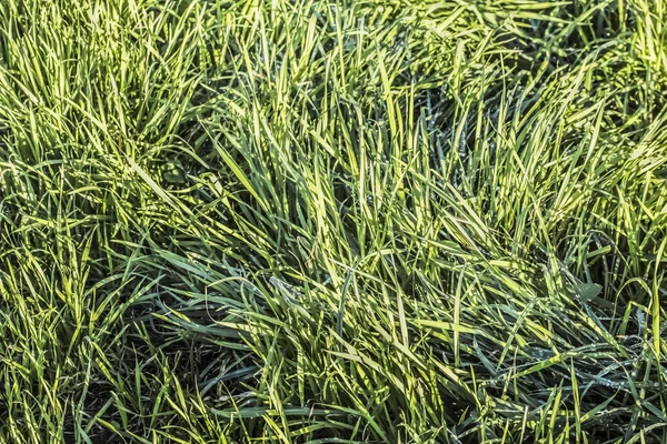 Meadow with Blades of Grass Imbued With Sunlight — Stock Photo, Image