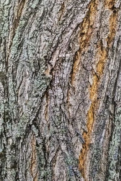 Gamla väderbitna knäckt träd stammen Bark täckt med lav och mossa — Stockfoto