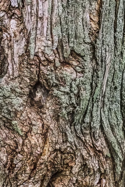 Gamla väderbitna knäckt träd stammen Bark täckt med lav och mossa — Stockfoto