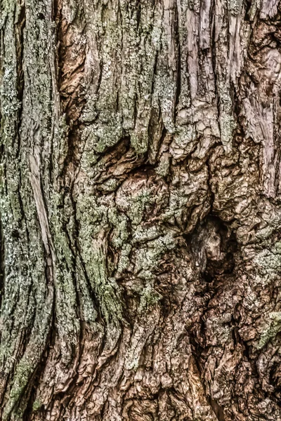 Velha árvore rachada casca de tronco coberto com líquen e musgo — Fotografia de Stock