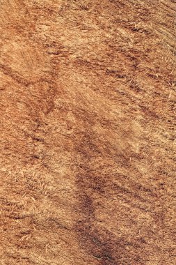 Kavak ahşap kesit Grunge doku