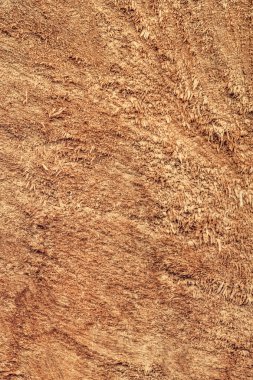 Kavak ahşap kesit Grunge doku