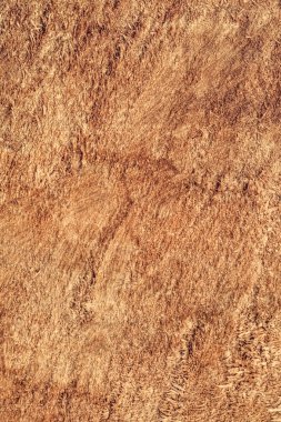 Kavak ahşap kesit Grunge doku