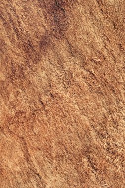 Kavak ahşap kesit Grunge doku