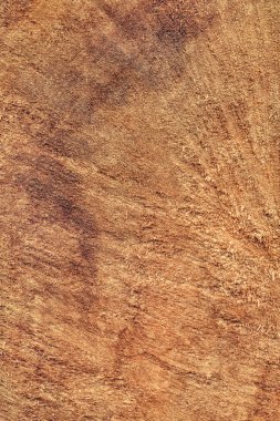 Kavak ahşap kesit Grunge doku