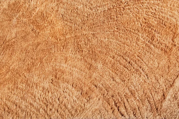 Poplar Wood Cross Section Grunge Texture — Stock Photo, Image