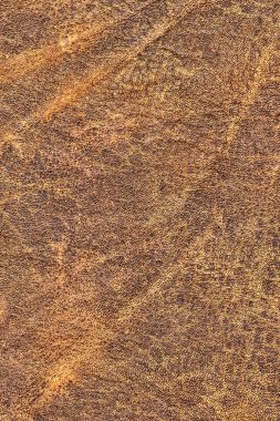 Pullu buruşuk Grunge doku örneği - detay eski inek derisi buruşmuş