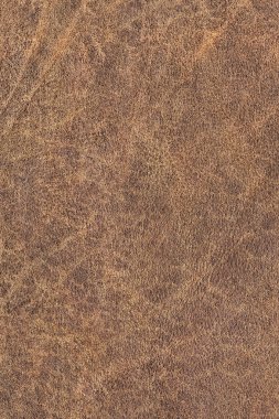 Old Cowhide Creased Exfoliated Crumpled Grunge Texture Sample - Detail clipart