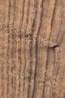 Ceviz ahşap kaplama Grunge doku örneği
