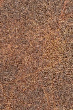 Pullu buruşuk Grunge doku örneği eski inek derisi buruşmuş