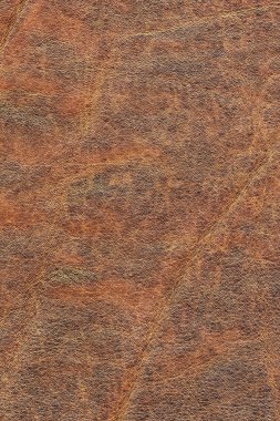 Pullu buruşuk Grunge doku örneği eski inek derisi buruşmuş