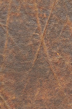 Pullu buruşuk Grunge doku örneği eski inek derisi buruşmuş