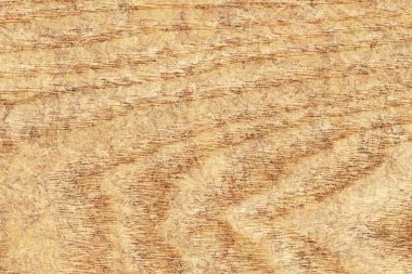 Akçaağaç ahşap kaplama ağartılmış Grunge doku örneği lekeli