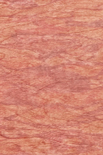 Impiallacciatura di legno di ciliegio sbiancato Grunge texture campione — Foto Stock