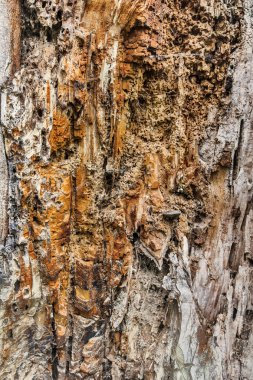 Eski çürümüş güdük bunalmış çürüme süreci