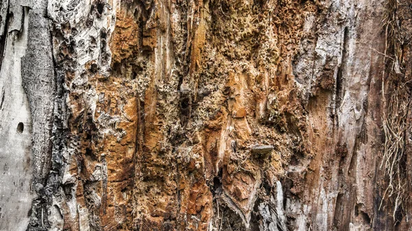 Velho tronco podre Oprimido pelo processo de decadência — Fotografia de Stock