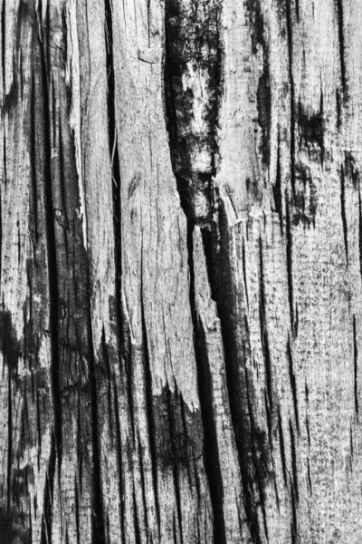 老打结风化木材漂白和染色灰色 Grunge 纹理 — 图库照片