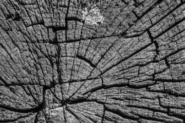 Eski ahşap baba çürük kırık üst yüzeyi gri doku lekeli yıpranmış