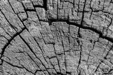 Eski yıpranmış, çürümüş, kırık, kare ahşap baba, ağartılmış