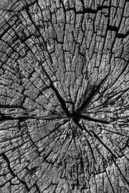 Eski yıpranmış, çürümüş, kırık, kare ahşap baba, ağartılmış