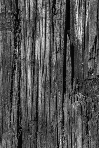 Старое обветшавшее дерево отбеливается и приобретает серую фактуру — стоковое фото