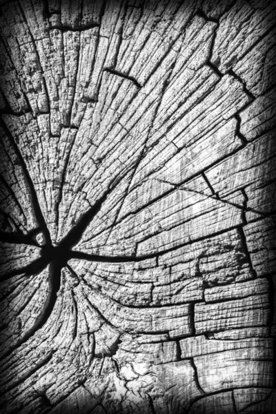 Velha madeira Bollard Weathered podre rachado superfície superior manchado cinza vinheta Grunge textura — Fotografia de Stock