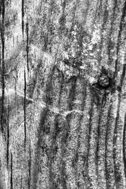 Ahşap ağartılmış ve lekeli gri doku dokuma eski yıpranmış