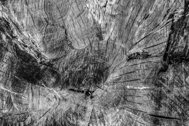 Ahşap ağartılmış ve lekeli gri doku dokuma eski yıpranmış