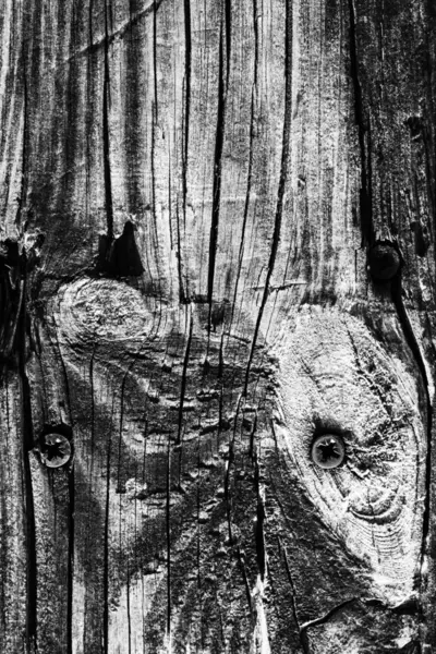 Vieux noeud bois altéré blanchi et teint gris texture grunge — Photo