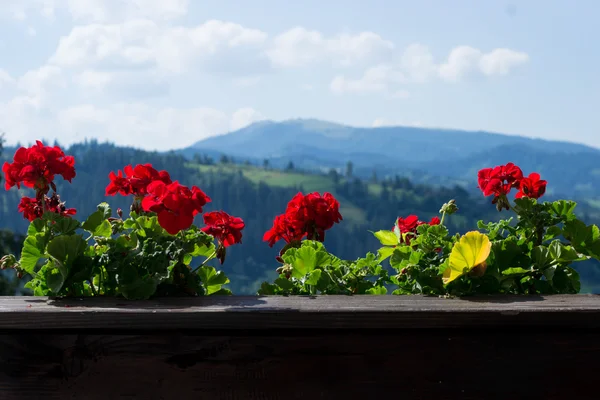 Vue sur la montagne avec un ciel clair bien que les fleurs rouges — Photo