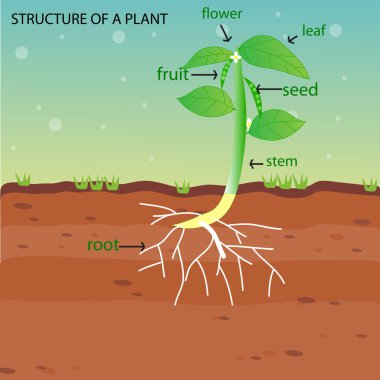 STRUCTURE OF A PLANT clipart