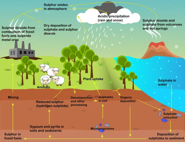 The sulfur cycle vector design — Stock Vector