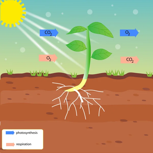 Fotosyntesen och cellandningen vektor design — Stock vektor