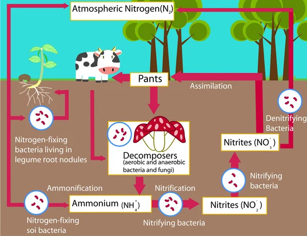 Nitrogensyklusens vektorutforming – stockvektor