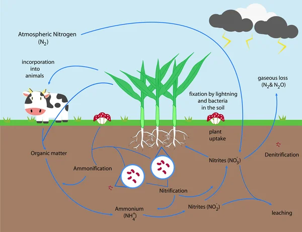 The Nitrogen Cycle vector design — Stock Vector