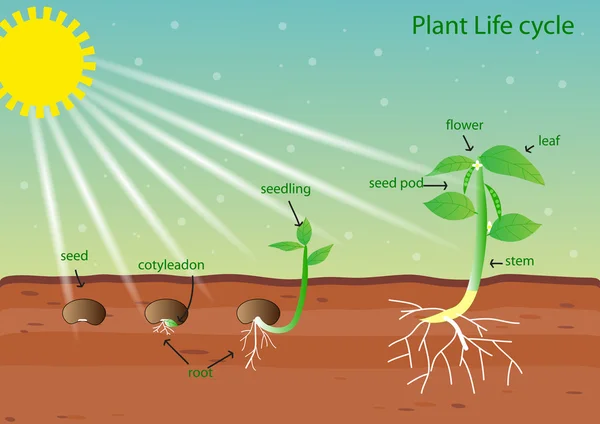 Bitki yaşam döngüsü vektör tasarımı — Stok Vektör