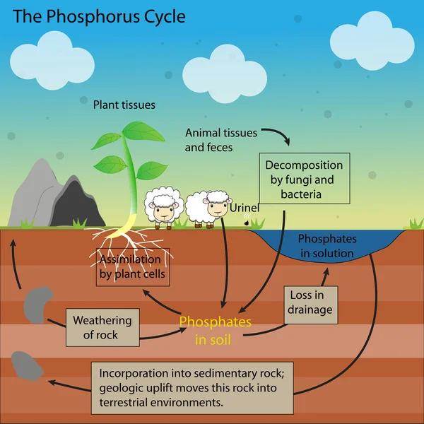 La conception vectorielle du cycle du phosphore — Image vectorielle